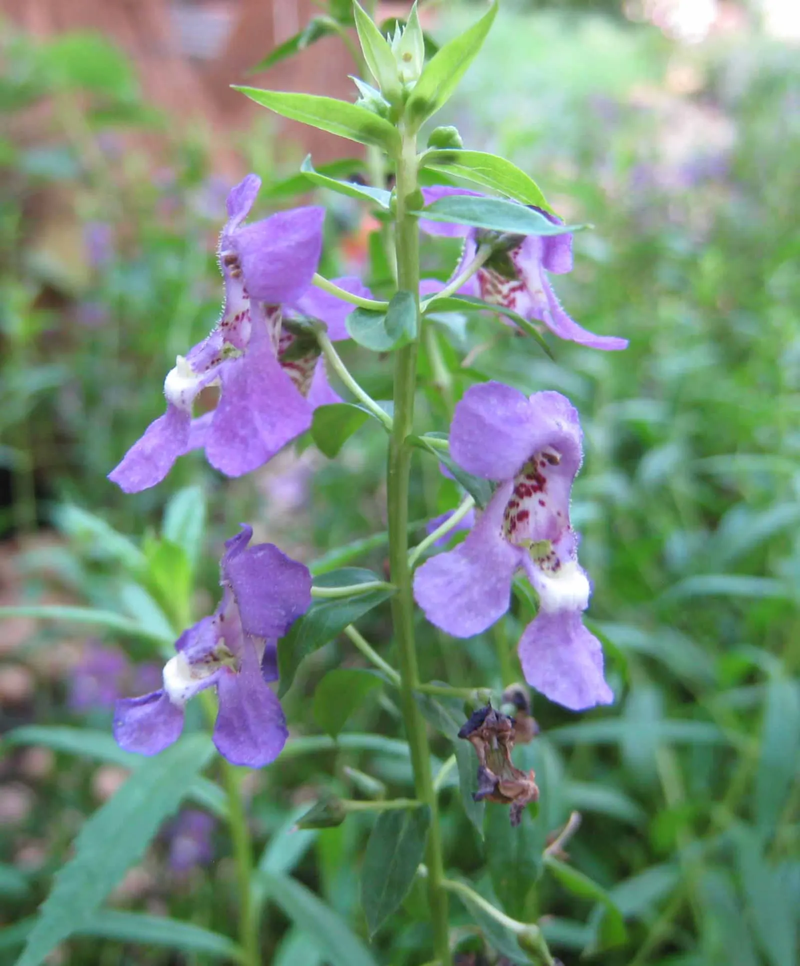 Summer Snapdragon (Angelonia Angustifolia) — tolerating high heat and humidity with grace; valued for its upright flowering habit