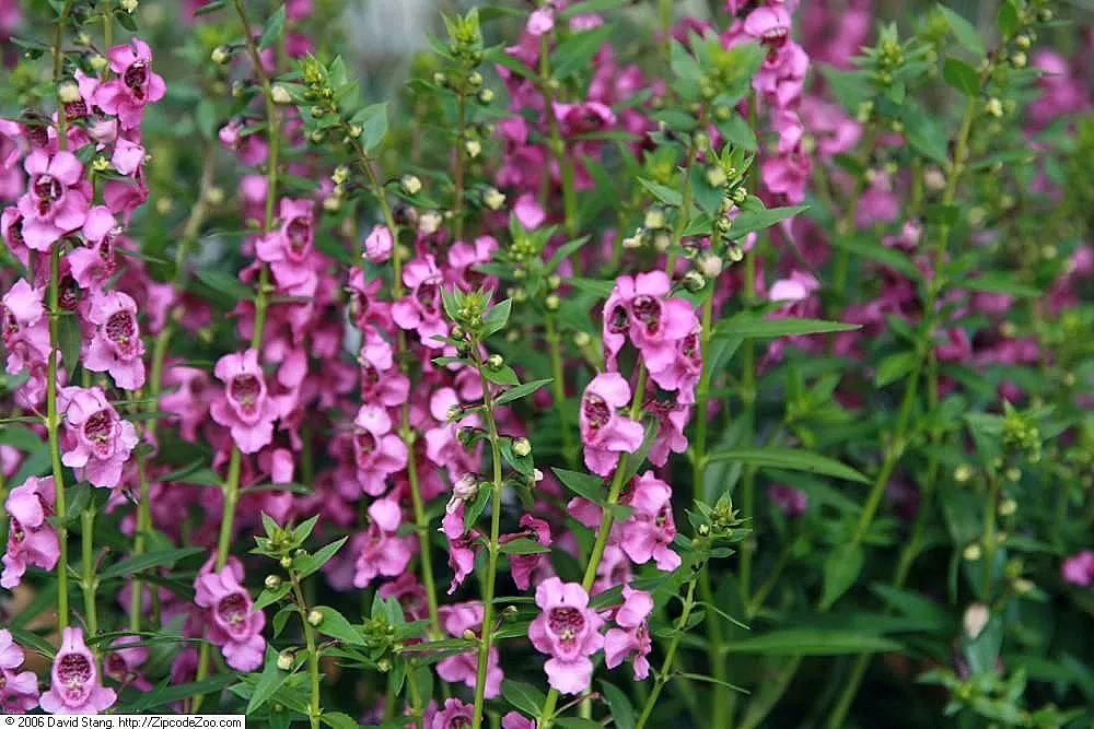 Summer Snapdragon (Angelonia Angustifolia) — annual for full or half; adding life and movement to the garden space, image 130
