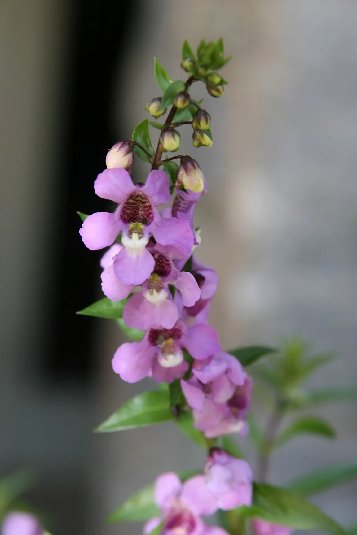 Summer Snapdragon (Angelonia Angustifolia) — zones 9-11, reaching 12-18 inches in height and spreading 12 inches wide; annual with lavender and, image 108