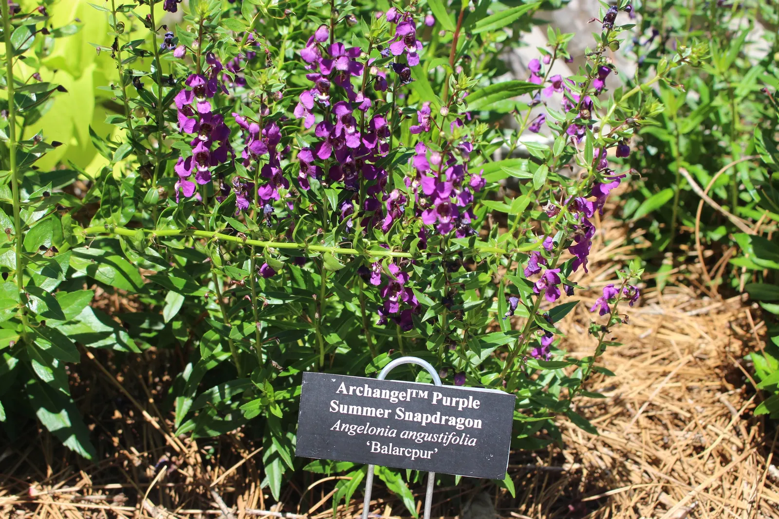 Summer Snapdragon (Angelonia Angustifolia) — offering a long season of visual appeal and a subtle; this low-maintenance plant boasts a continuous bloom from