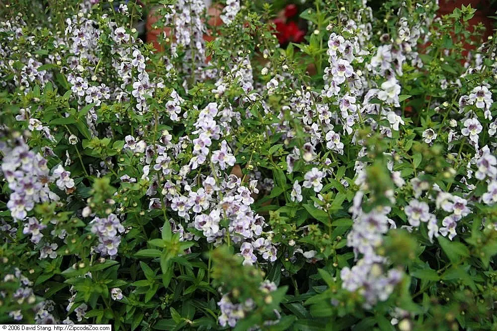 Summer Snapdragon (Angelonia Angustifolia) — lavender and pink and purple and white flowers in the garden; is a delightful perennial appreciated, image 128