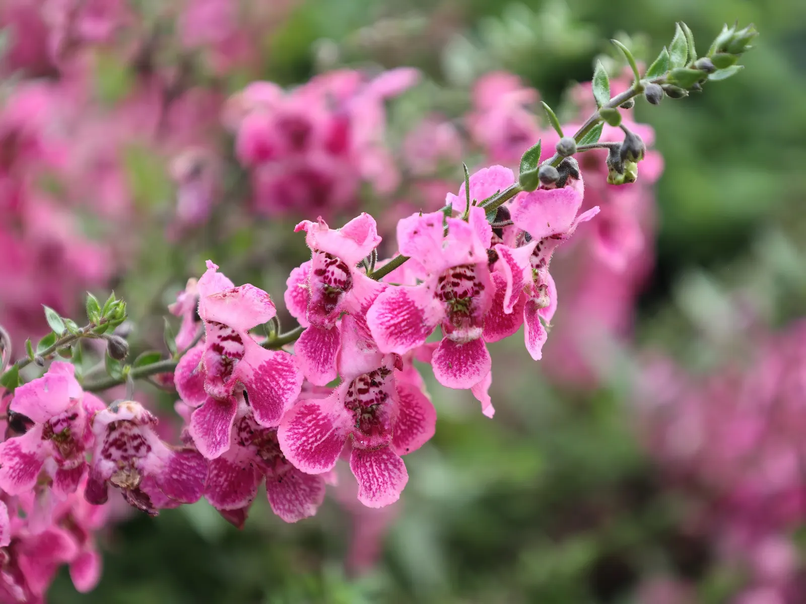 Summer Snapdragon (Angelonia Angustifolia) — which contributes to its tidy appearance throughout the season; as Angelonia is self-cleaning, image 74