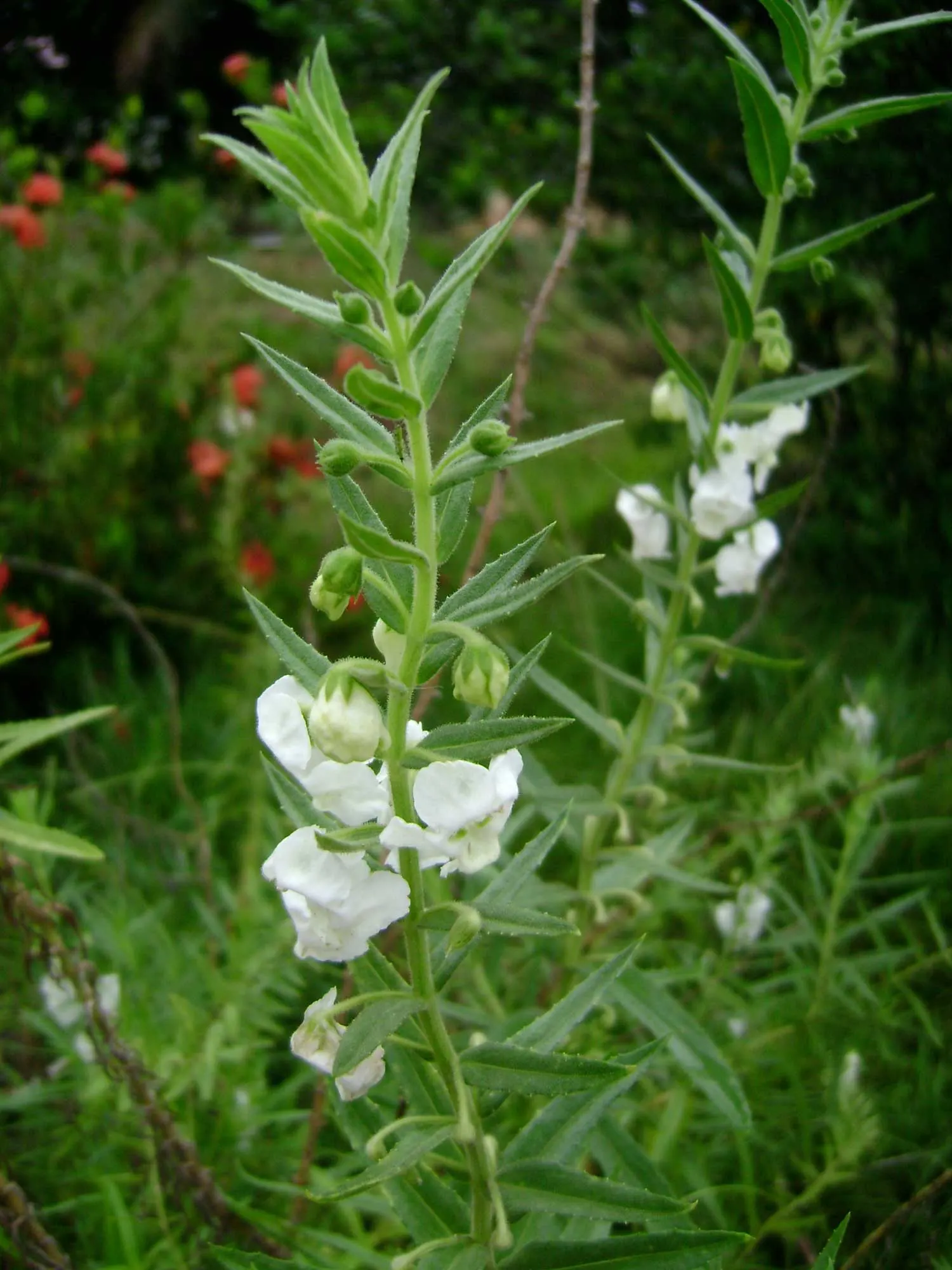 Summer Snapdragon (Angelonia Angustifolia) — is a resilient perennial admired for its vibrant spikes of snapdragon-like flowers; it often reaches a, image 54
