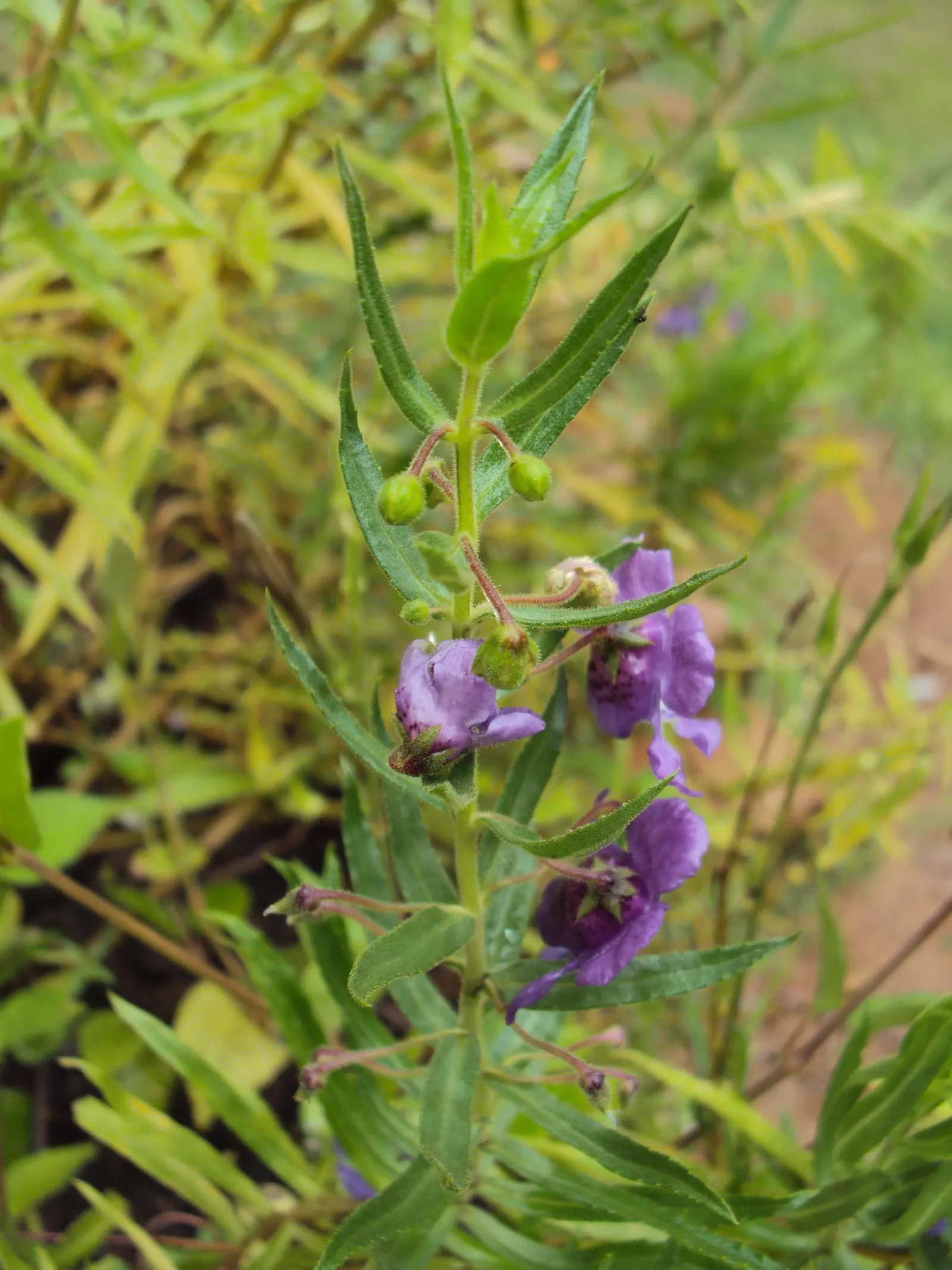 Summer Snapdragon (Angelonia Angustifolia) — and requires well-drained soil to flourish; pleasing fragrance.<br><br>For landscape design purposes