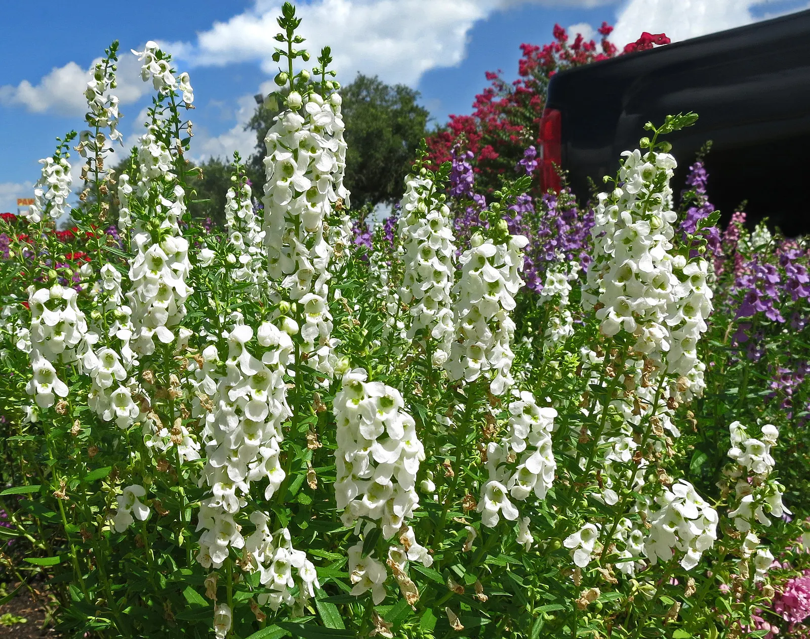 Summer Snapdragon (Angelonia Angustifolia) — commonly known as Summer Snapdragon; zones 9-11, reaching 12-18 inches in height and spreading 12, image 53