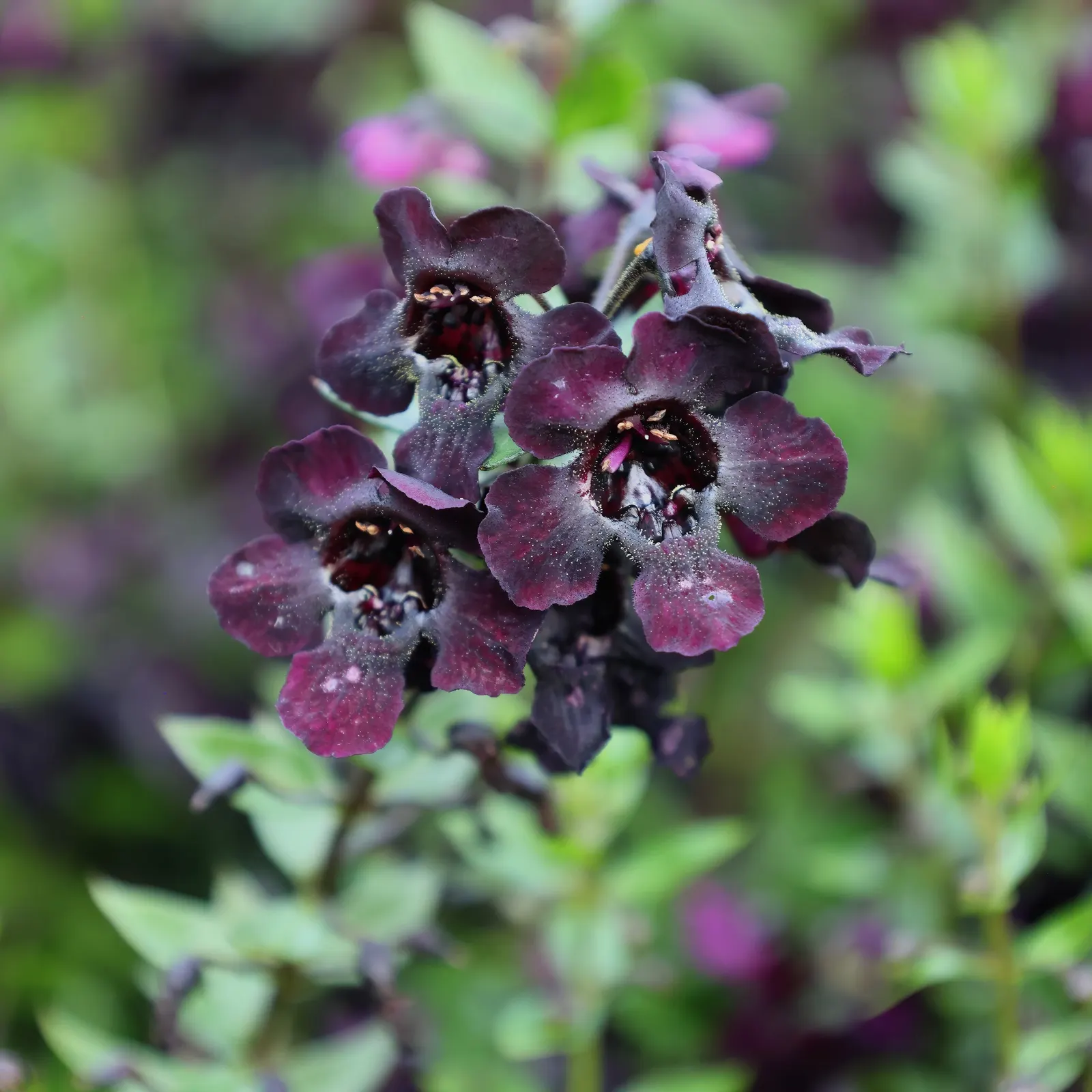 Summer Snapdragon (Angelonia Angustifolia) — commonly referred to as Summer Snapdragon; commonly known as Summer Snapdragon, image 86