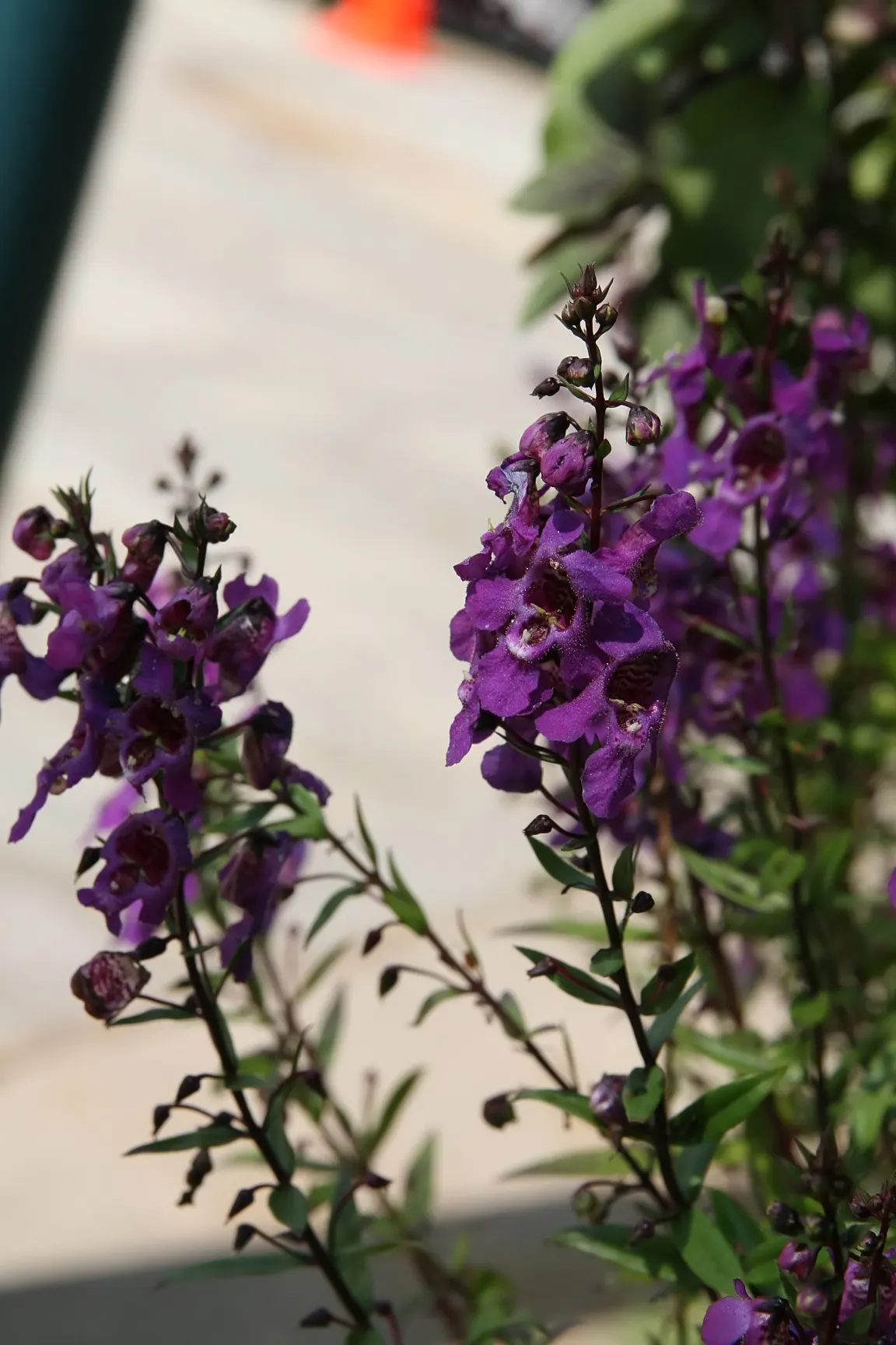 Summer Snapdragon (Angelonia Angustifolia) — Valued for its upright flowering habit; blooms are noted from late spring until the first frost, image 62