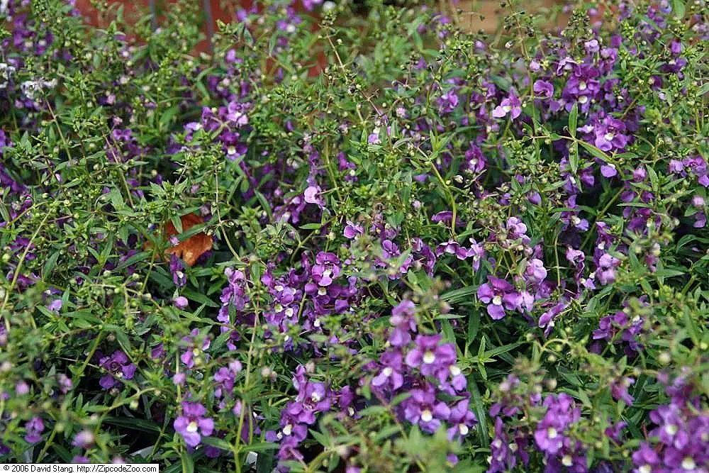 Summer Snapdragon (Angelonia Angustifolia) — these plants are low maintenance; requiring minimal care once established, image 122