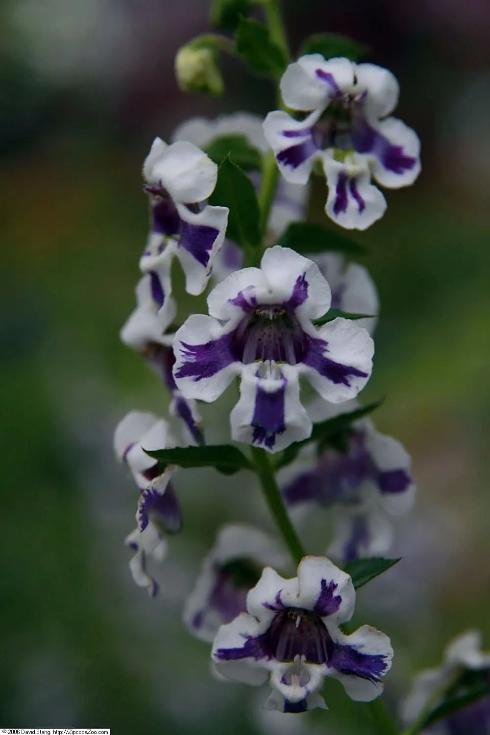 Summer Snapdragon (Angelonia Angustifolia) — which contributes to its tidy appearance throughout the season; as Angelonia is self-cleaning, image 100