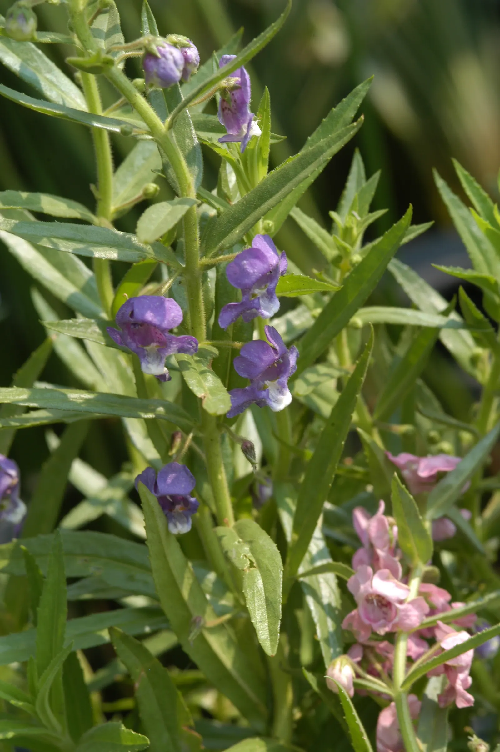 Summer Snapdragon (Angelonia Angustifolia) — requiring minimal care once established; annual for full or half, image 97