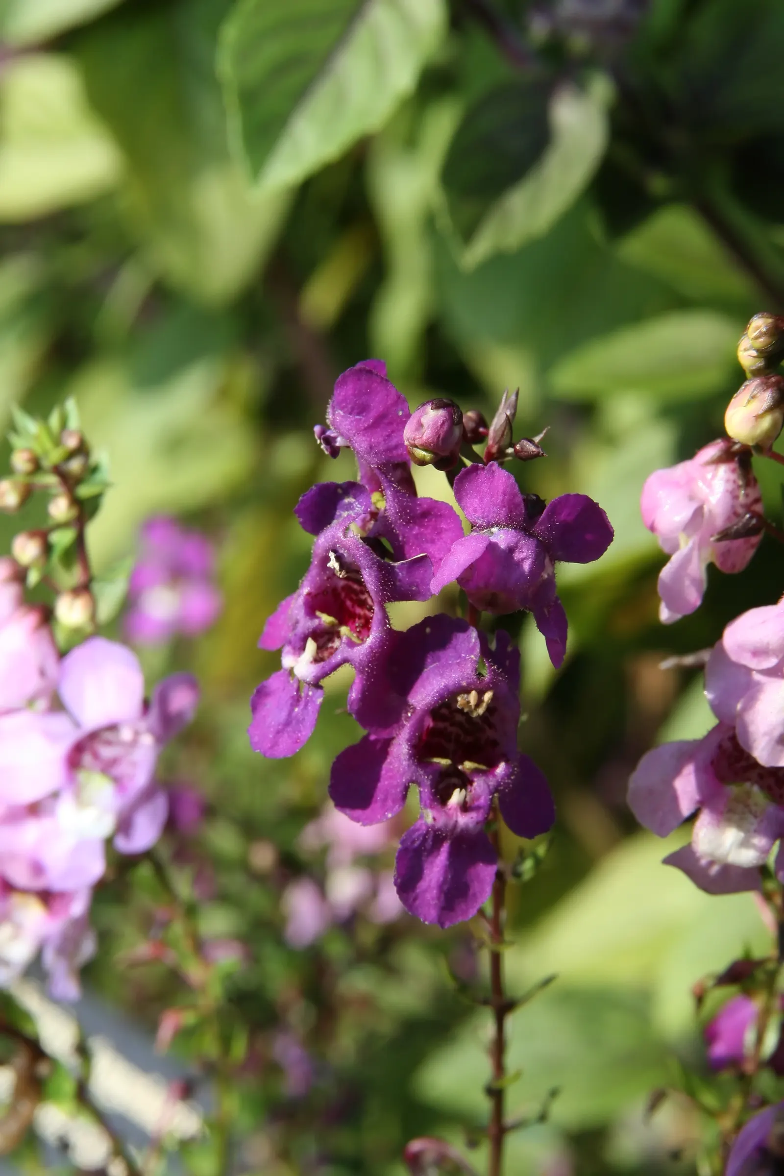Summer Snapdragon (Angelonia Angustifolia) — This low-maintenance plant boasts a continuous bloom from late spring to early autumn; adding a burst, image 83