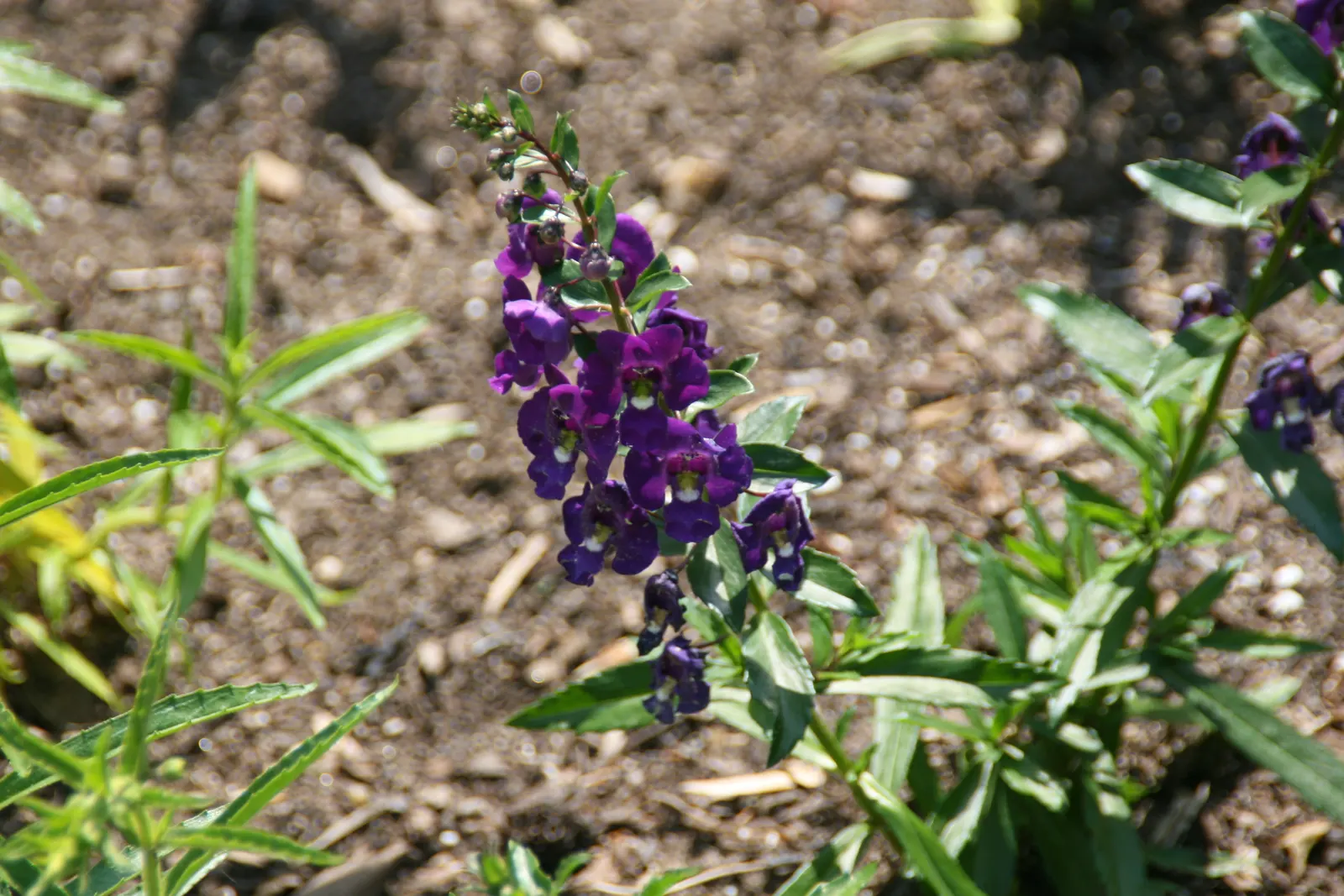 Summer Snapdragon (Angelonia Angustifolia) — commonly known as Summer Snapdragon; zones 9-11, reaching 12-18 inches in height and spreading 12, image 131