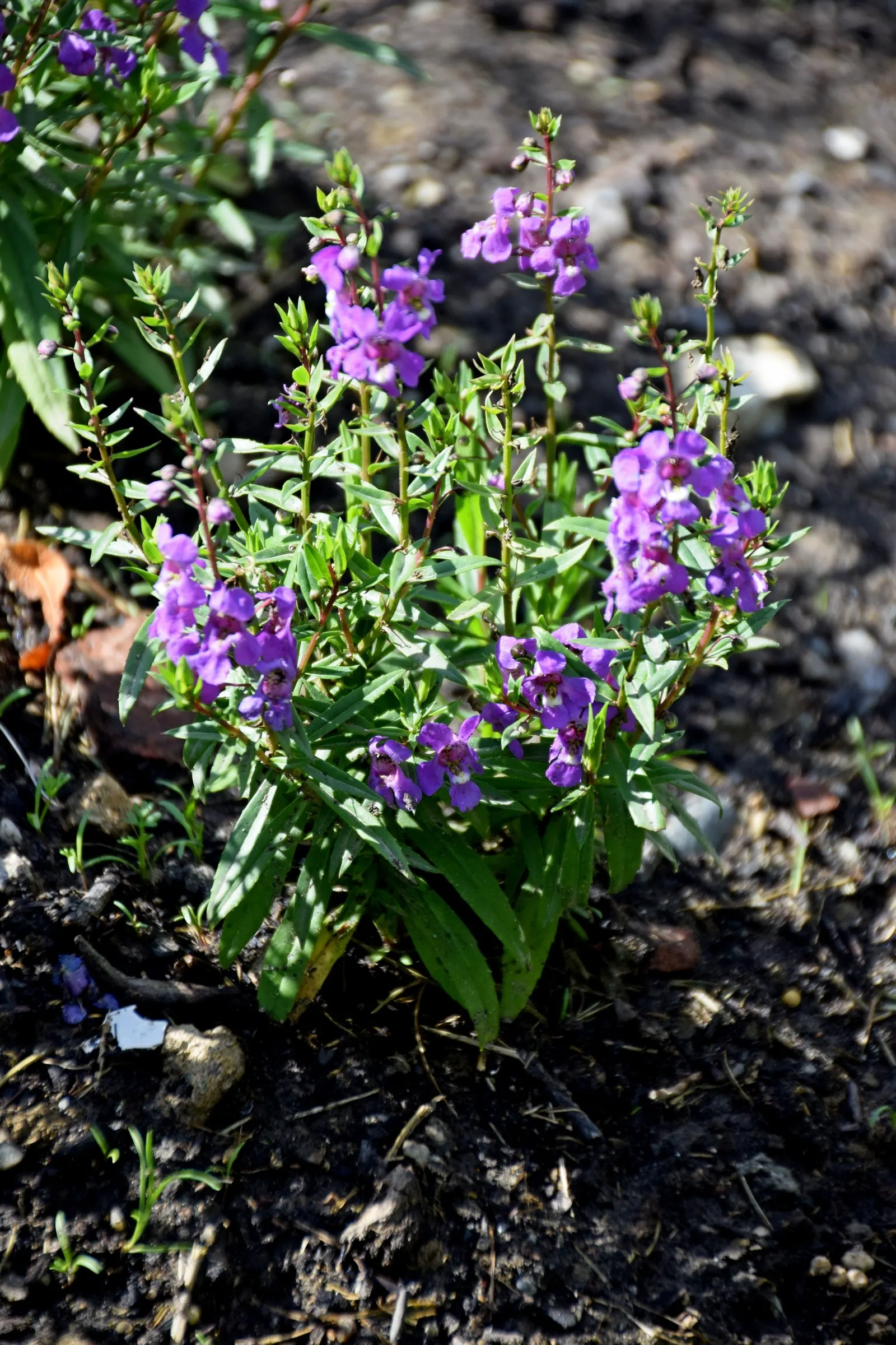 Summer Snapdragon (Angelonia Angustifolia) — This low-maintenance plant boasts a continuous bloom from late spring to early autumn; adding a burst, image 135