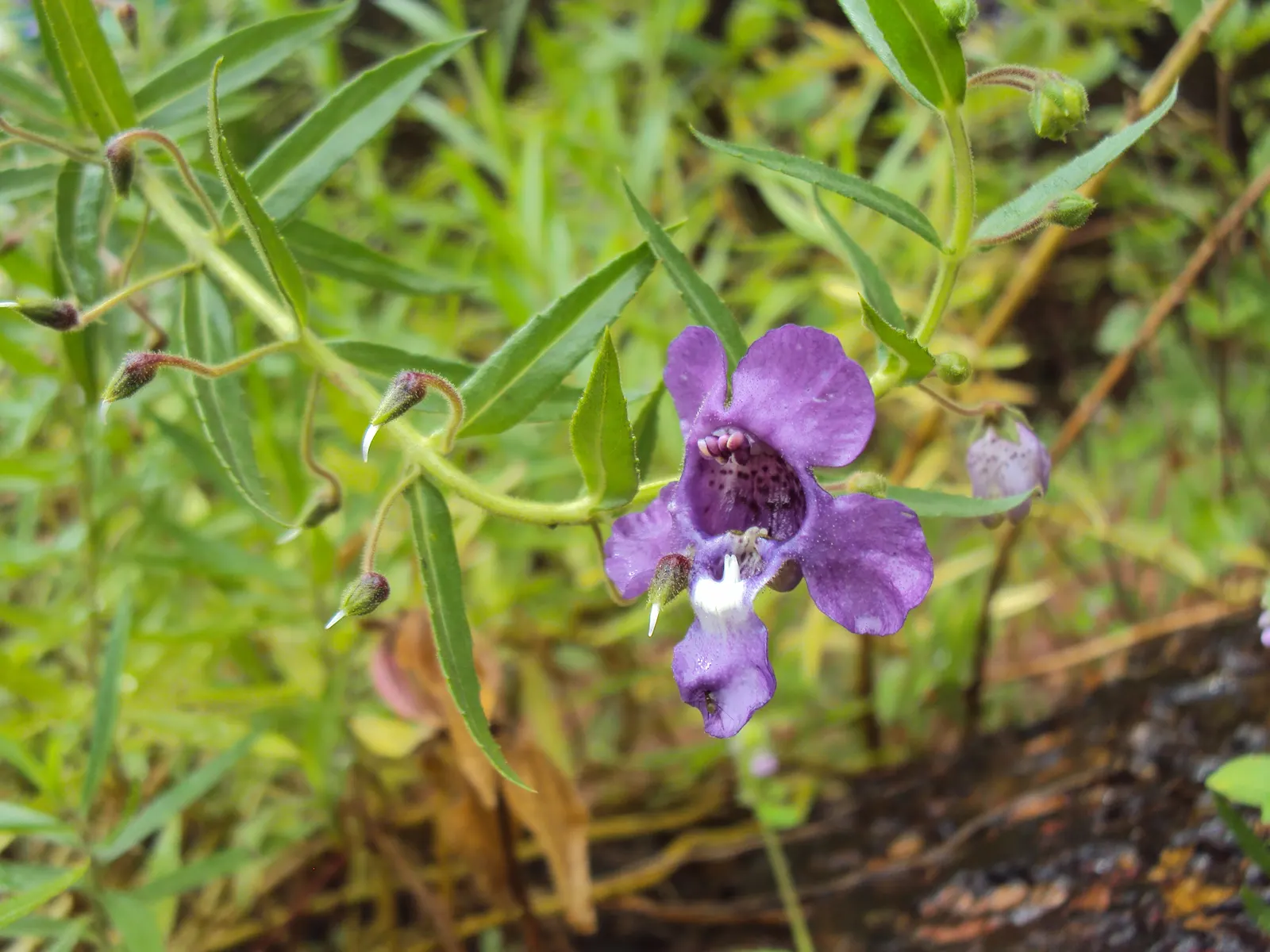 Summer Snapdragon (Angelonia Angustifolia) — it often reaches a height of 12 to 18 inches and can spread approximately 12 inches wide; which, image 63