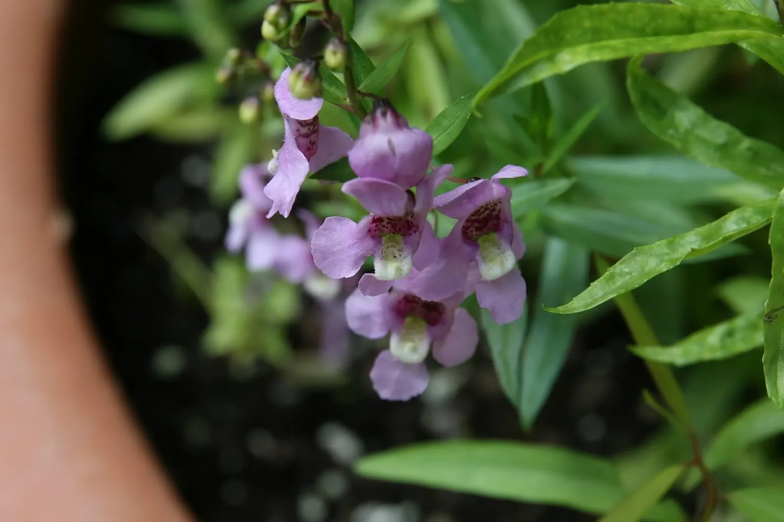 Summer Snapdragon (Angelonia Angustifolia) — pleasing fragrance.<br><br>For landscape design purposes; it boasts a robust nature, image 69