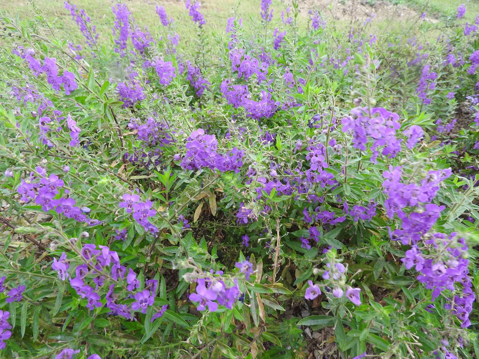 Summer Snapdragon (Angelonia Angustifolia) — Valued for its upright flowering habit; blooms are noted from late spring until the first frost, image 140
