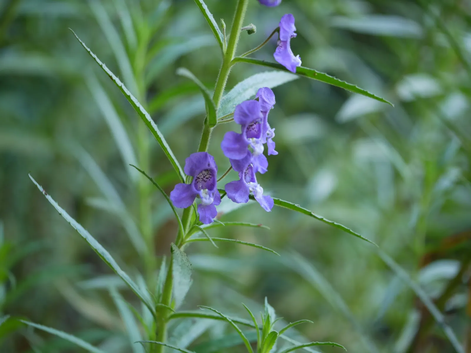 Summer Snapdragon (Angelonia Angustifolia) — Valued for its upright flowering habit; blooms are noted from late spring until the first frost, image 88