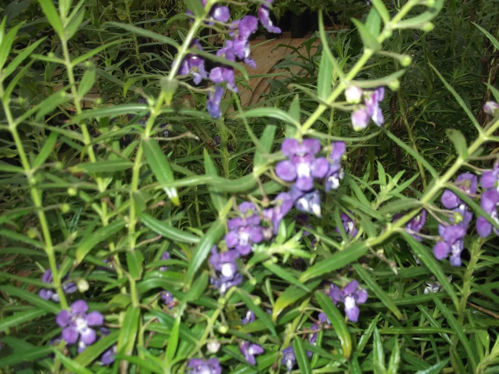 Summer Snapdragon (Angelonia Angustifolia) — Blooms are noted from late spring until the first frost; lavender and pink and purple and white, image 67