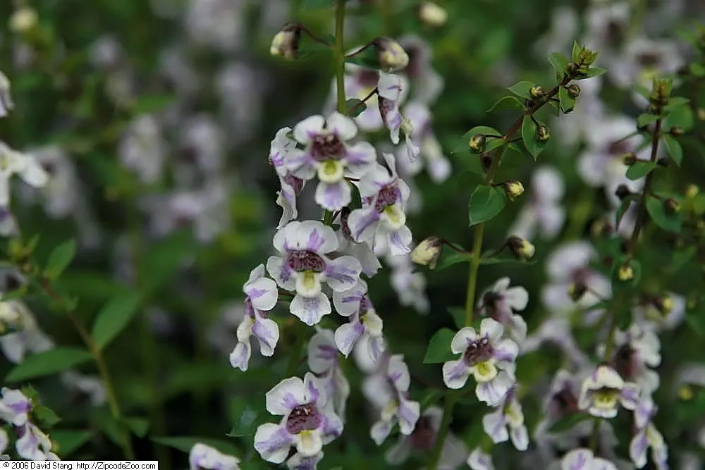 Summer Snapdragon (Angelonia Angustifolia) — as Angelonia is self-cleaning; and requires well-drained soil to flourish, image 73