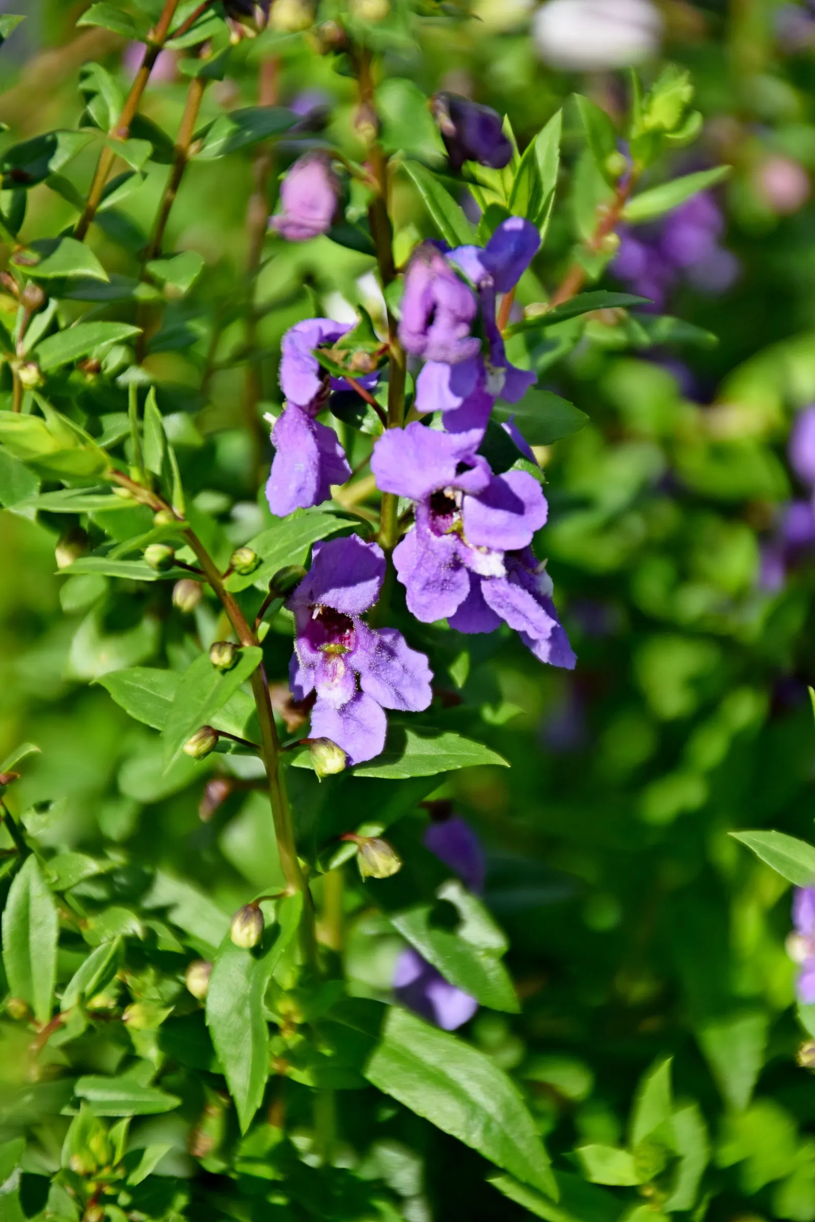 Summer Snapdragon (Angelonia Angustifolia) — zones 9-11, reaching 12-18 inches in height and spreading 12 inches wide; annual with lavender and, image 134
