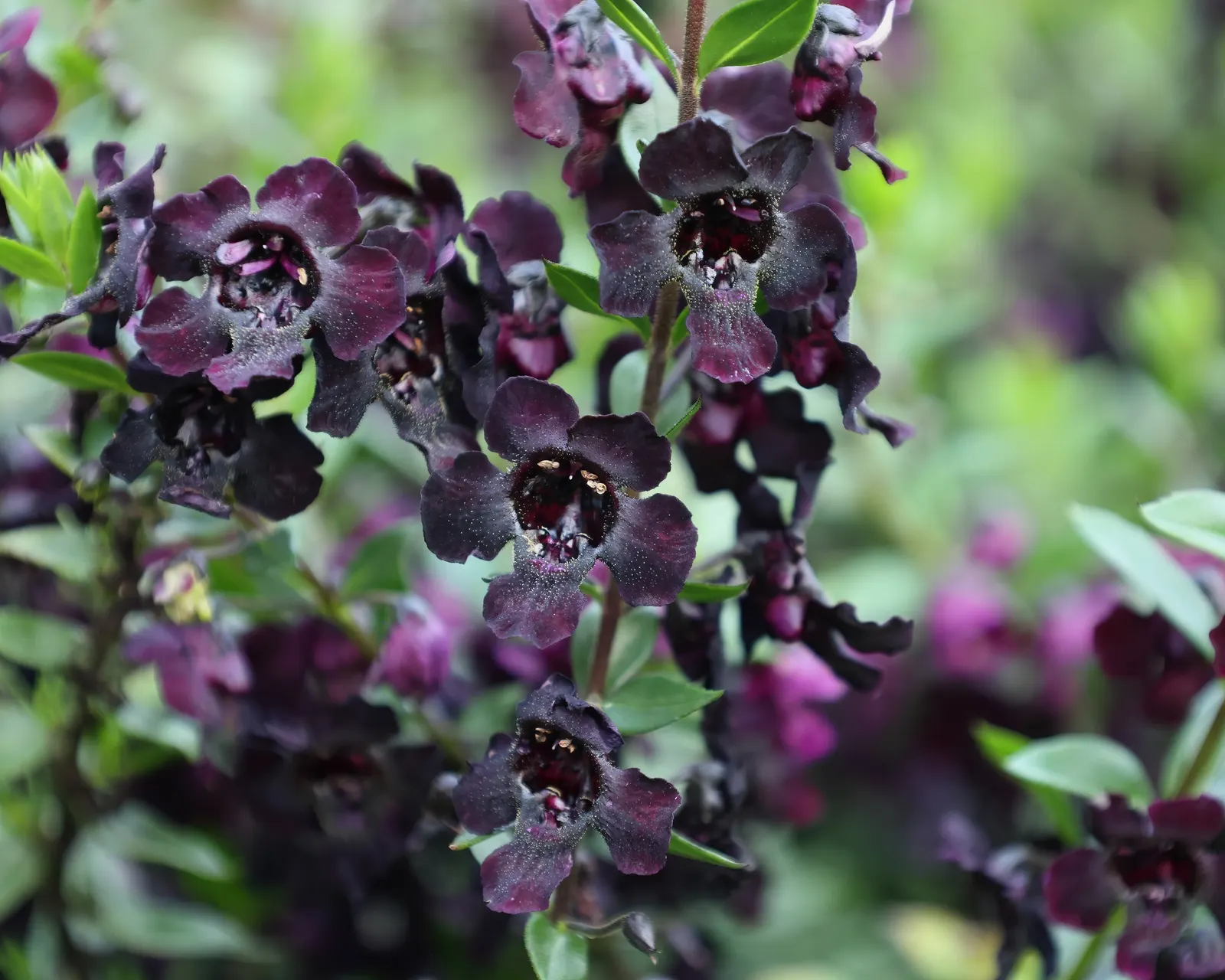 Summer Snapdragon (Angelonia Angustifolia) — This low-maintenance plant boasts a continuous bloom from late spring to early autumn; adding a burst, image 57