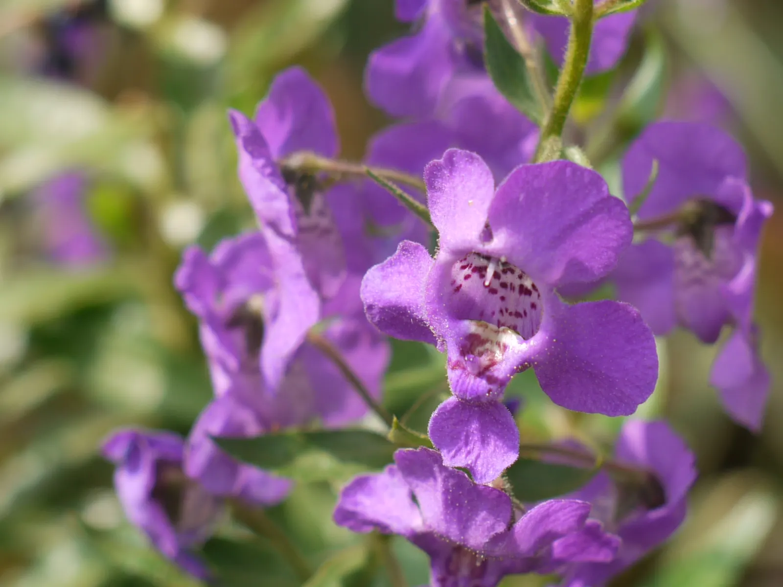 Summer Snapdragon (Angelonia Angustifolia) — It boasts a robust nature; flourishing in full sun, it thrives in U.S, image 90