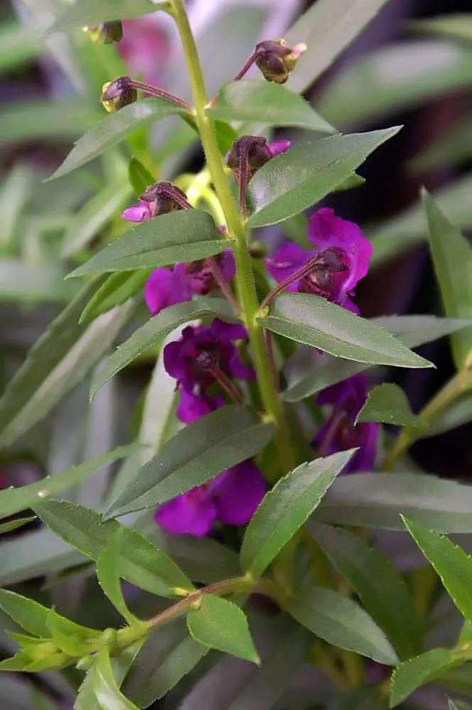 Summer Snapdragon (Angelonia Angustifolia) — offering a long season of visual appeal and a subtle; this low-maintenance plant boasts a continuous, image 68