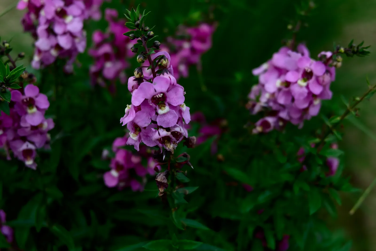 Summer Snapdragon (Angelonia Angustifolia) — is a resilient perennial admired for its vibrant spikes of snapdragon-like flowers; it often reaches a, image 106