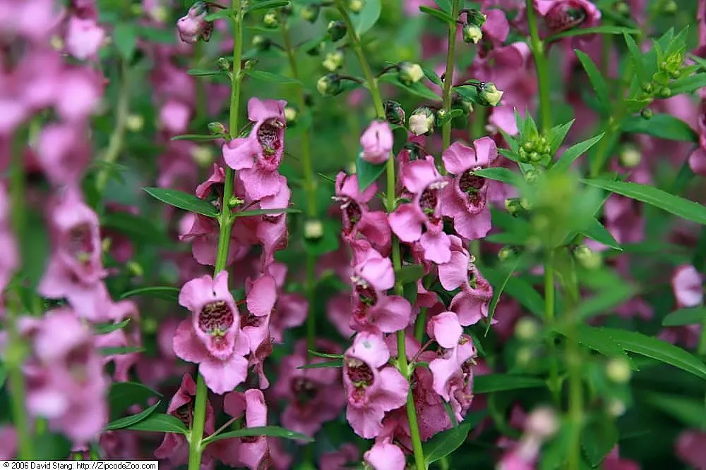 Summer Snapdragon (Angelonia Angustifolia) — which contributes to its tidy appearance throughout the season; as Angelonia is self-cleaning, image 126