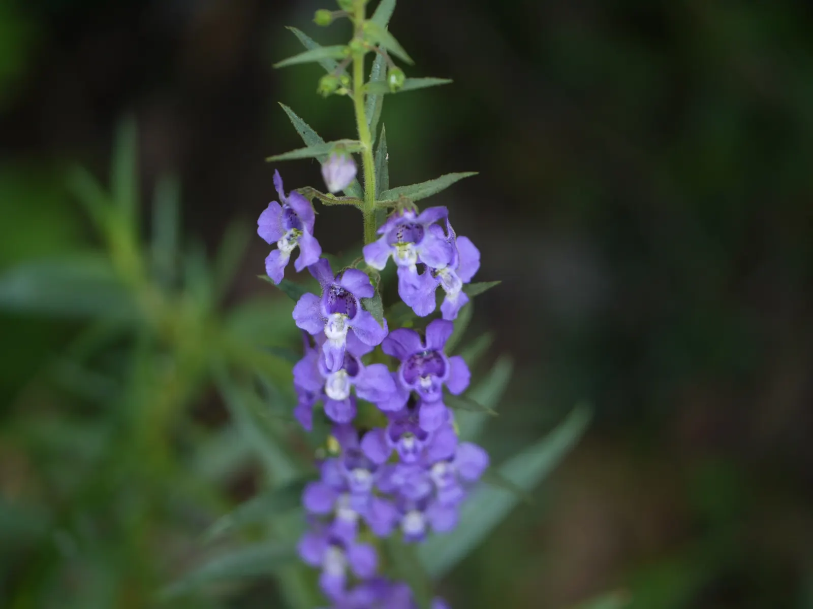 Summer Snapdragon (Angelonia Angustifolia) — commonly known as Summer Snapdragon; zones 9-11, reaching 12-18 inches in height and spreading 12, image 79