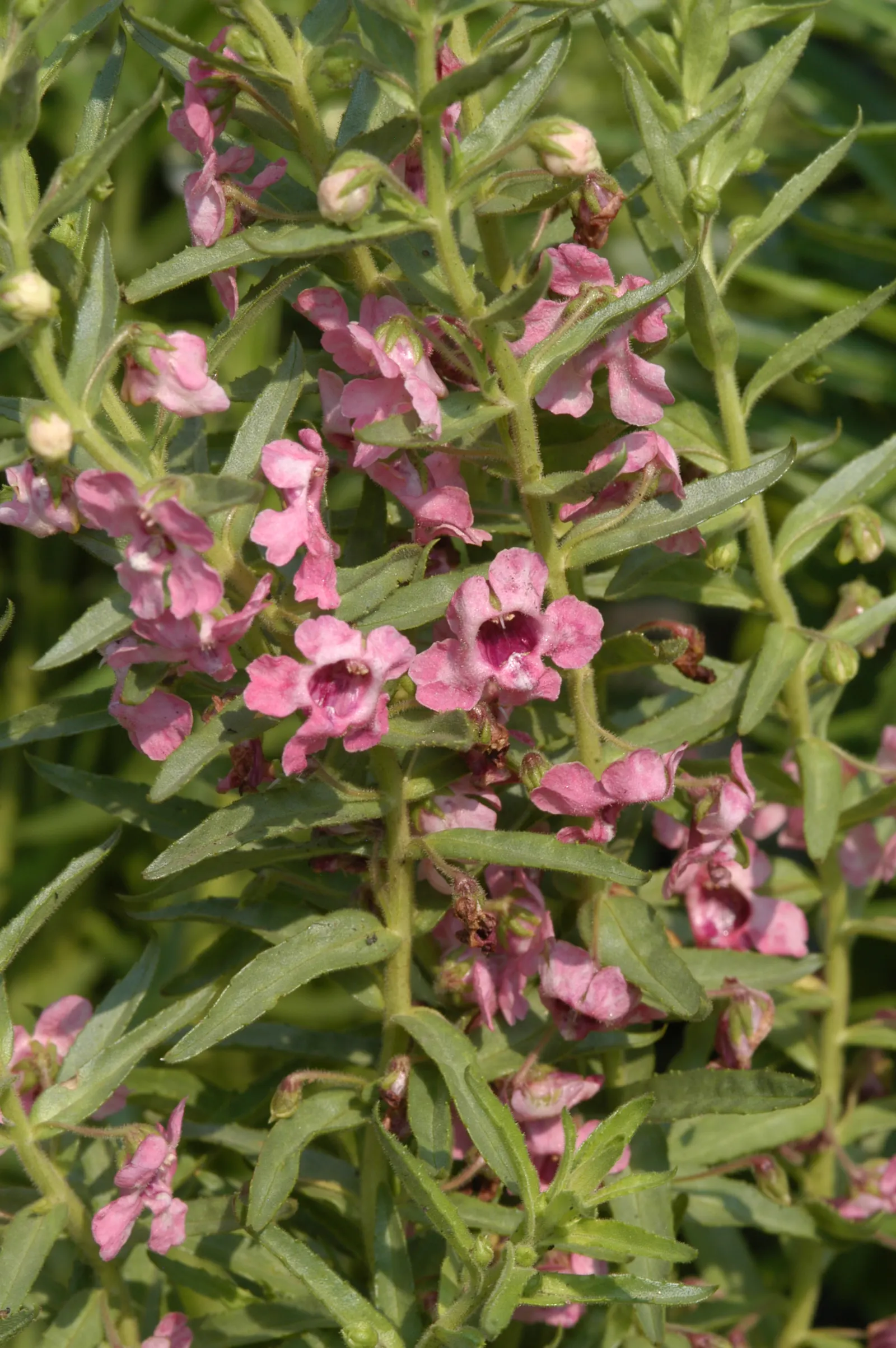 Summer Snapdragon (Angelonia Angustifolia) — it often reaches a height of 12 to 18 inches and can spread approximately 12 inches wide; which contributes to its