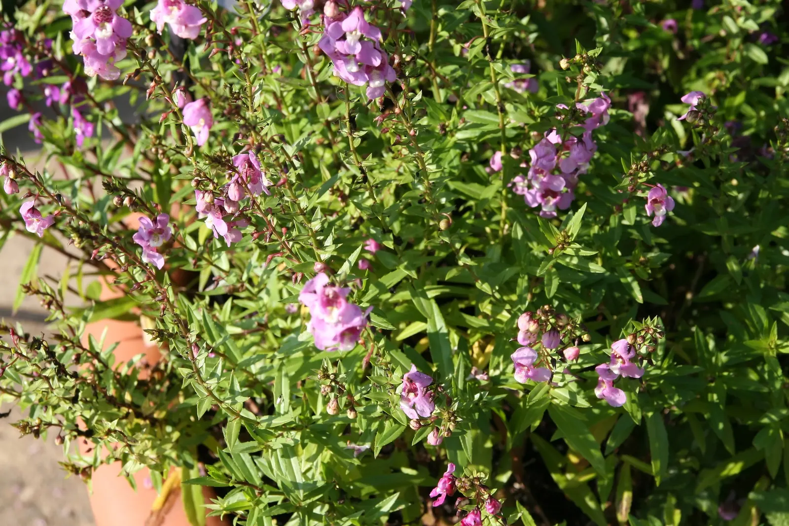 Summer Snapdragon (Angelonia Angustifolia) — and requires well-drained soil to flourish; pleasing fragrance.<br><br>For landscape design purposes, image 66
