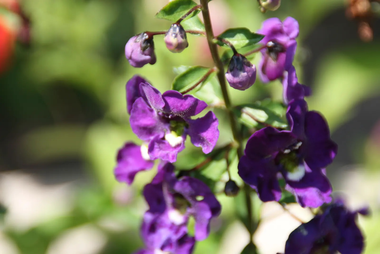 Summer Snapdragon (Angelonia Angustifolia) — It boasts a robust nature; flourishing in full sun, it thrives in U.S