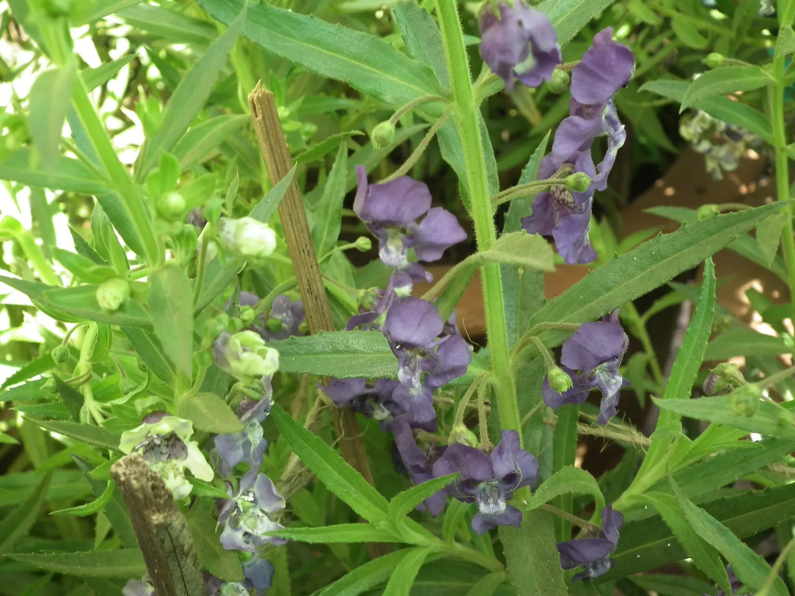 Summer Snapdragon (Angelonia Angustifolia) — tolerating high heat and humidity with grace; valued for its upright flowering habit, image 91