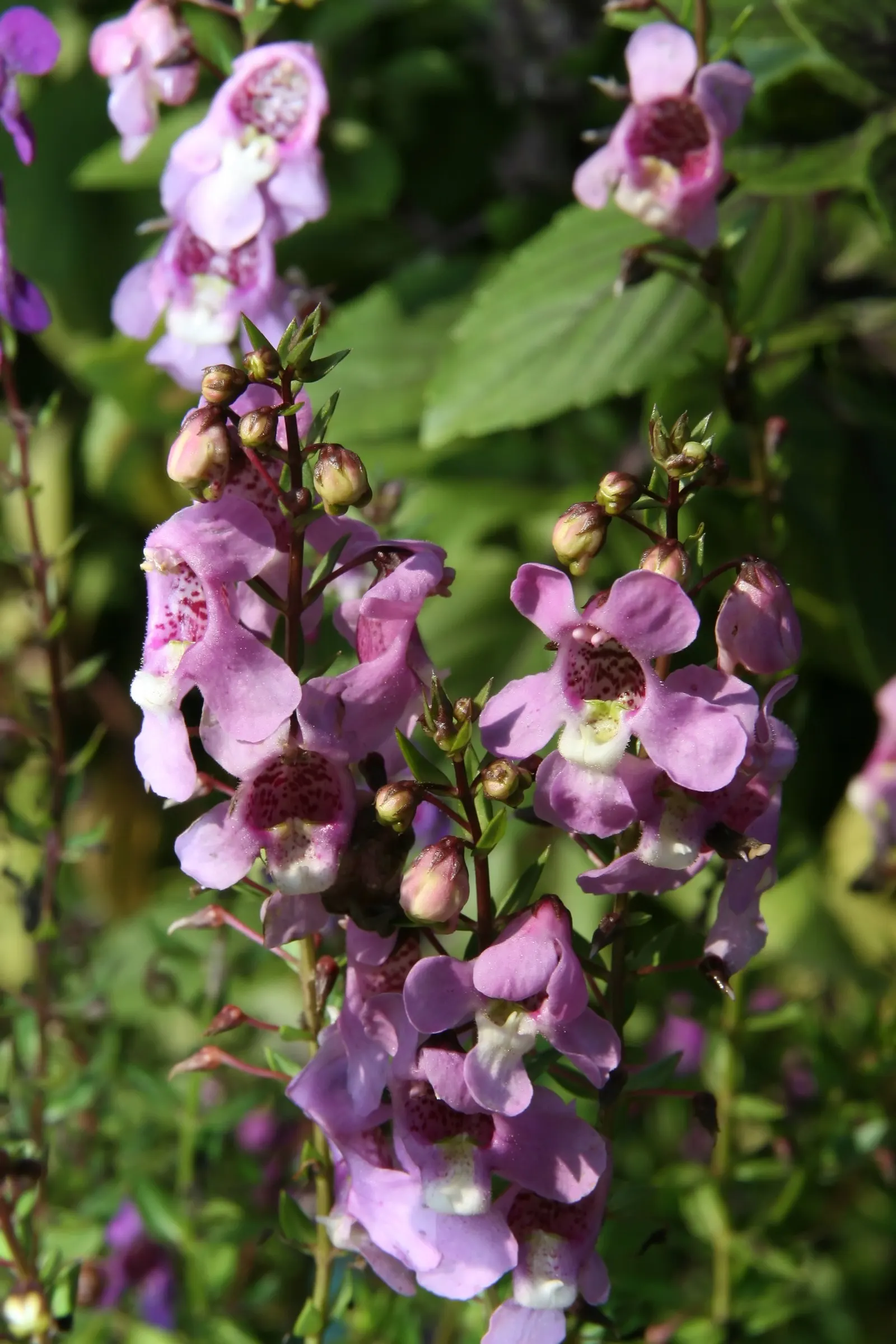 Summer Snapdragon (Angelonia Angustifolia) — annual for full or half; adding life and movement to the garden space, image 104