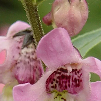 Summer Snapdragon (Angelonia Angustifolia) — is a delightful perennial appreciated for its continuous blooming and snapdragon-like flowers, image 87