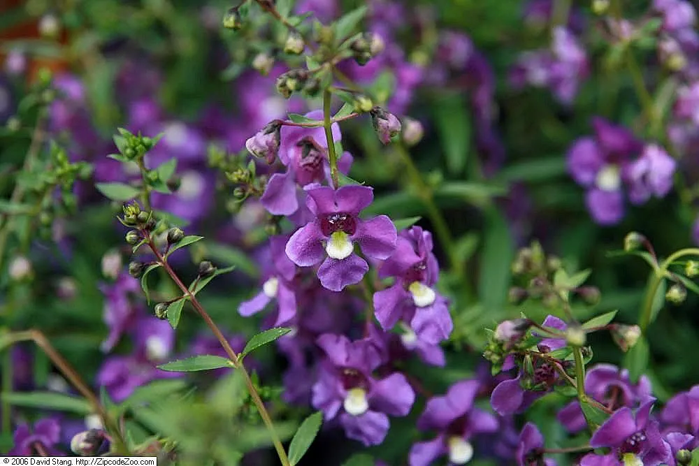 Summer Snapdragon (Angelonia Angustifolia) — adding life and movement to the garden space; is a resilient perennial admired for its vibrant spikes, image 127