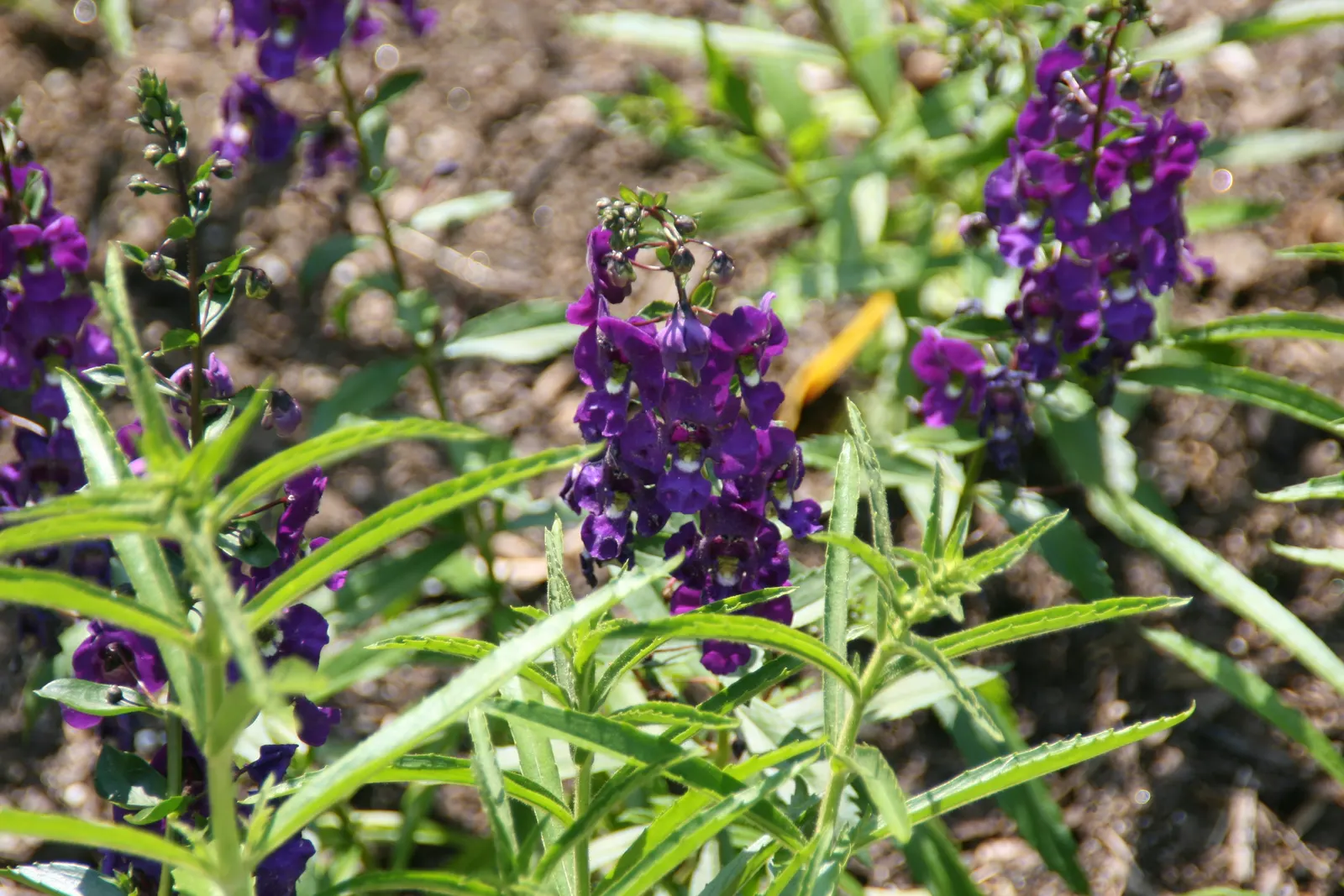 Summer Snapdragon (Angelonia Angustifolia) — offering a long season of visual appeal and a subtle; this low-maintenance plant boasts a continuous, image 94