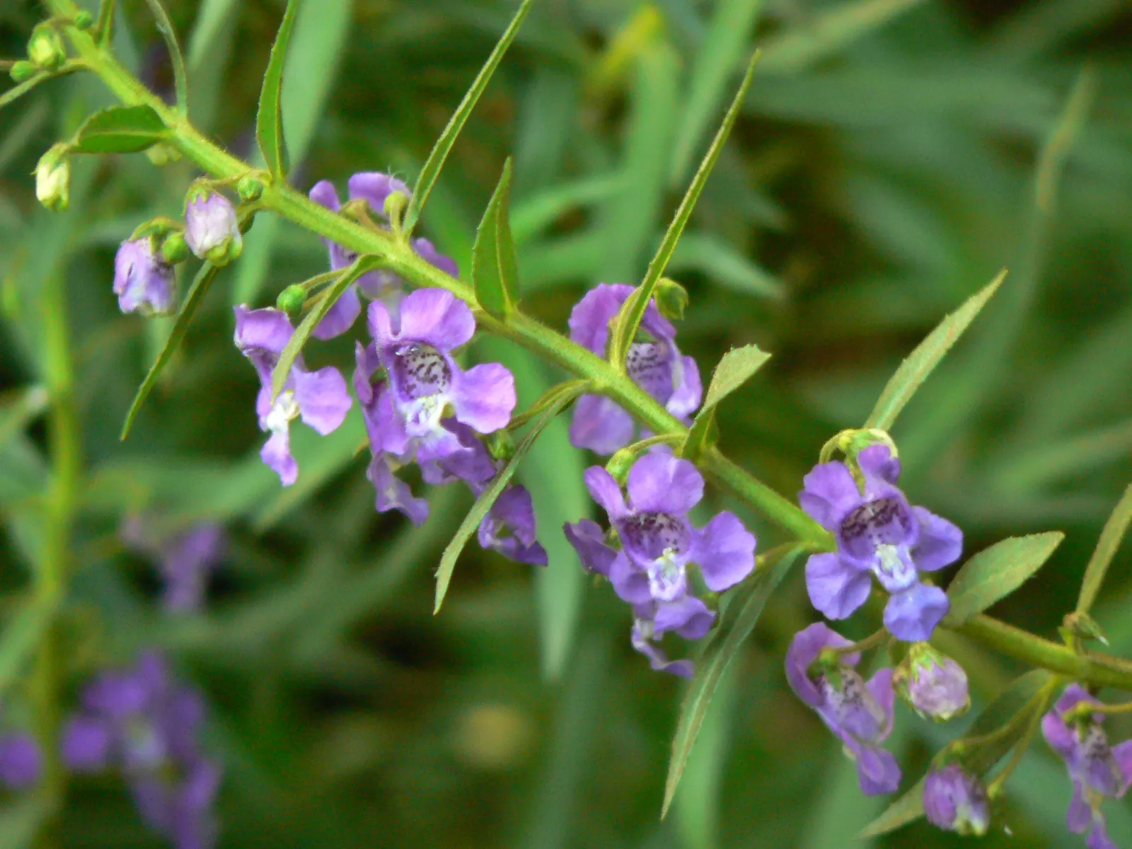 Summer Snapdragon (Angelonia Angustifolia) — Flourishing in full sun, it thrives in U.S; these plants are low maintenance, image 107