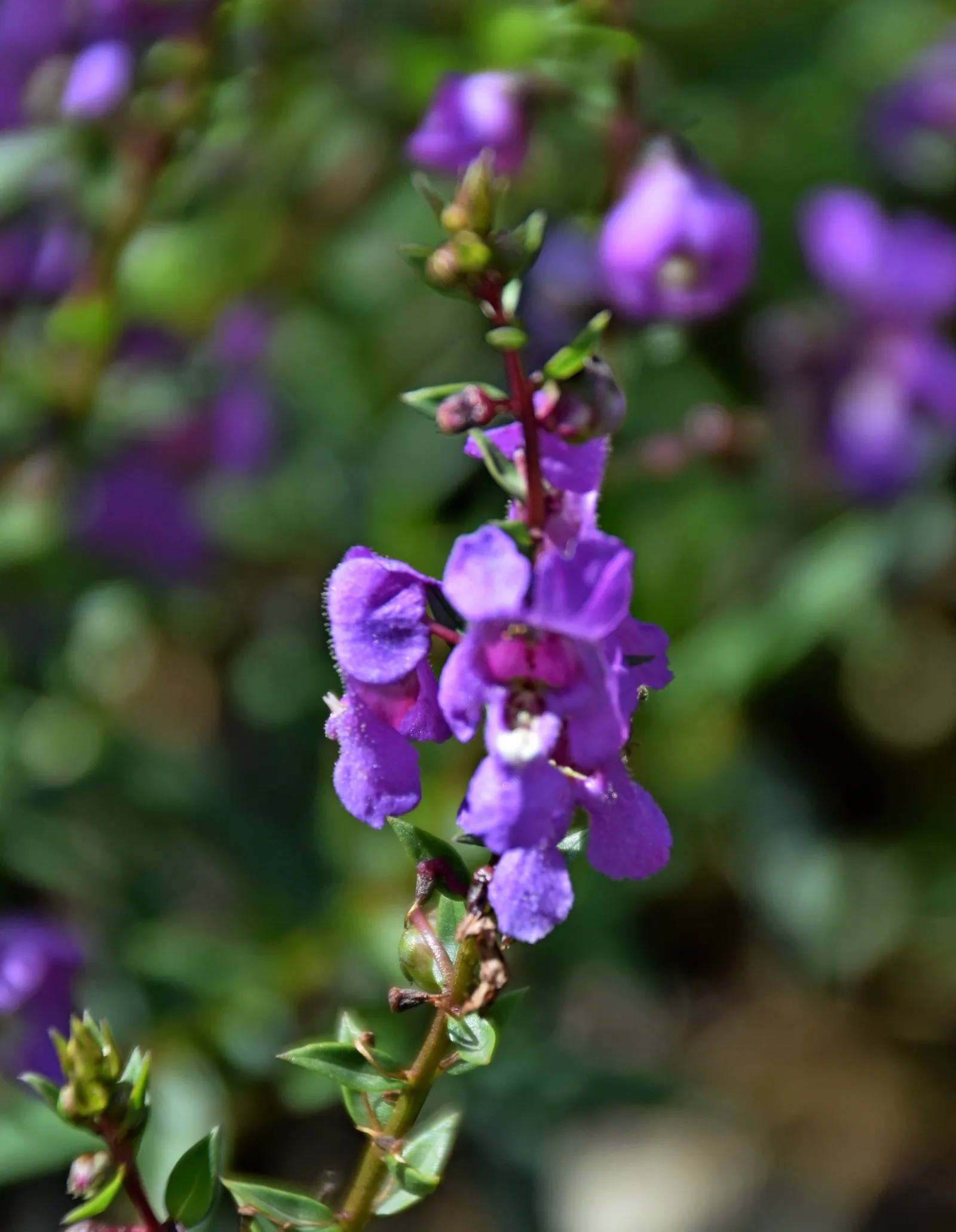 Summer Snapdragon (Angelonia Angustifolia) — lavender and pink and purple and white flowers in the garden; is a delightful perennial appreciated for its