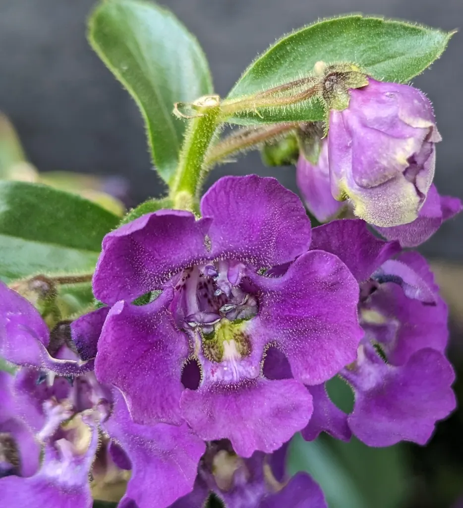 Summer Snapdragon (Angelonia Angustifolia) — commonly referred to as Summer Snapdragon; commonly known as Summer Snapdragon, image 138
