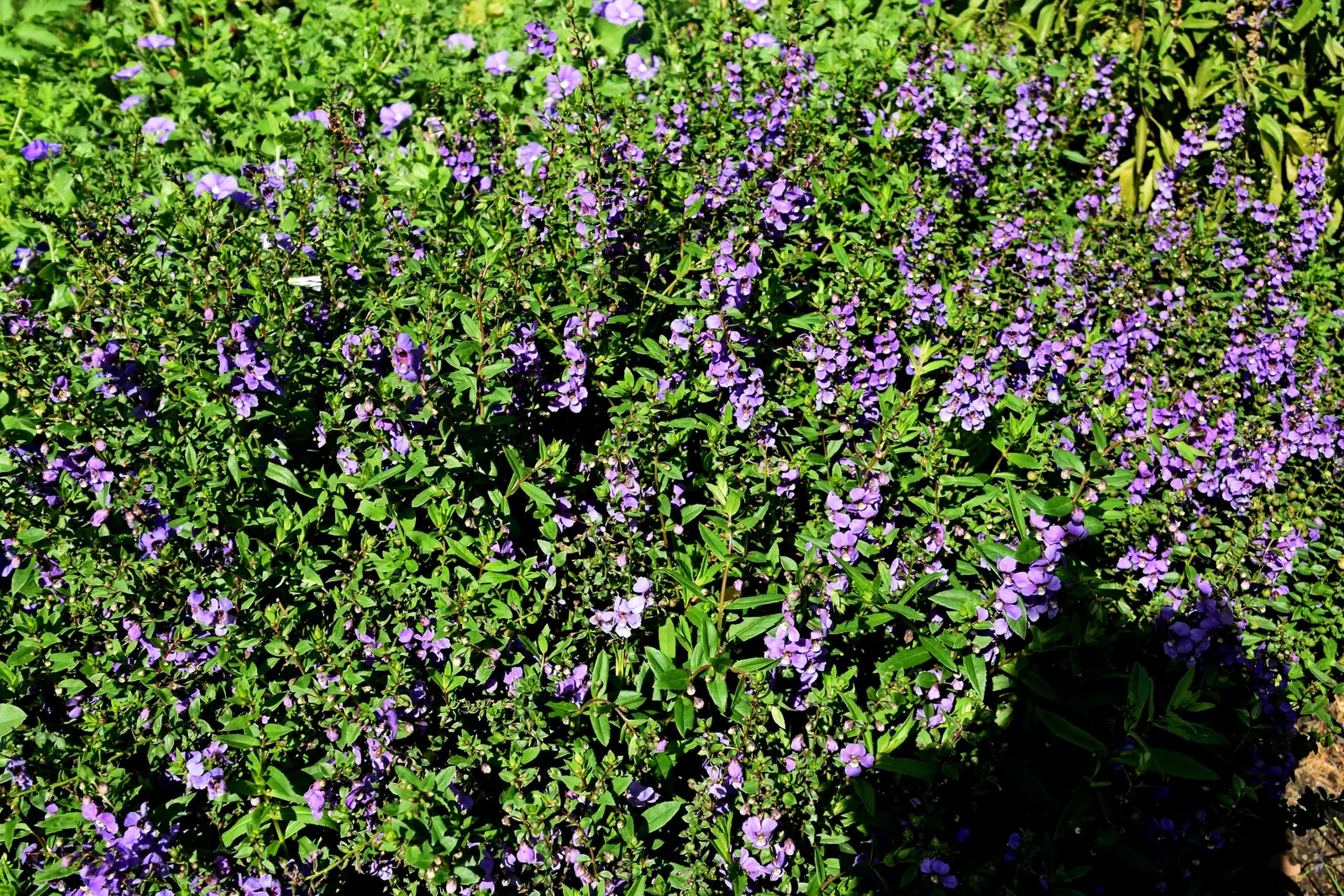 Summer Snapdragon (Angelonia Angustifolia) — requiring minimal care once established; annual for full or half