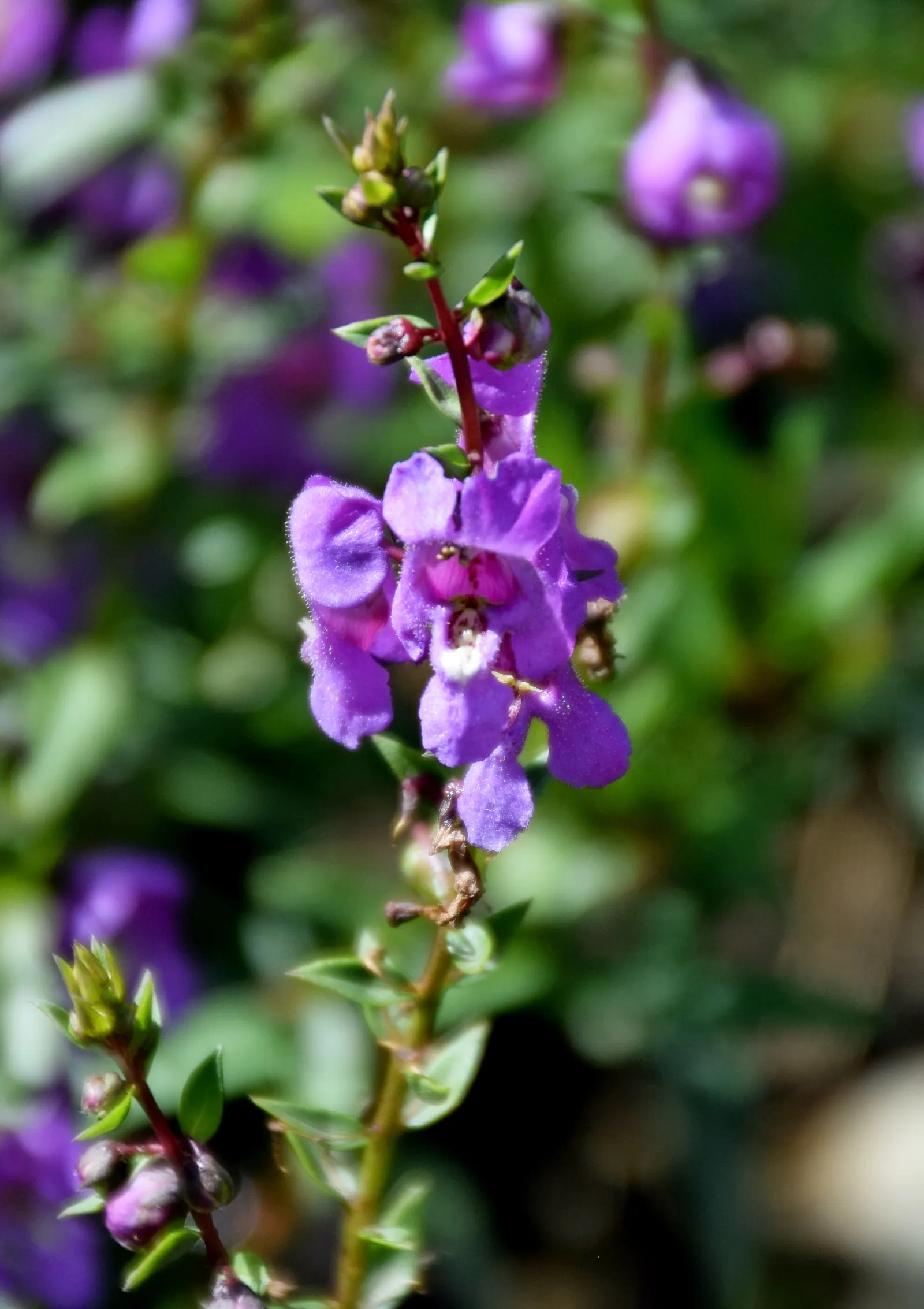 Summer Snapdragon (Angelonia Angustifolia) — these plants are low maintenance; requiring minimal care once established
