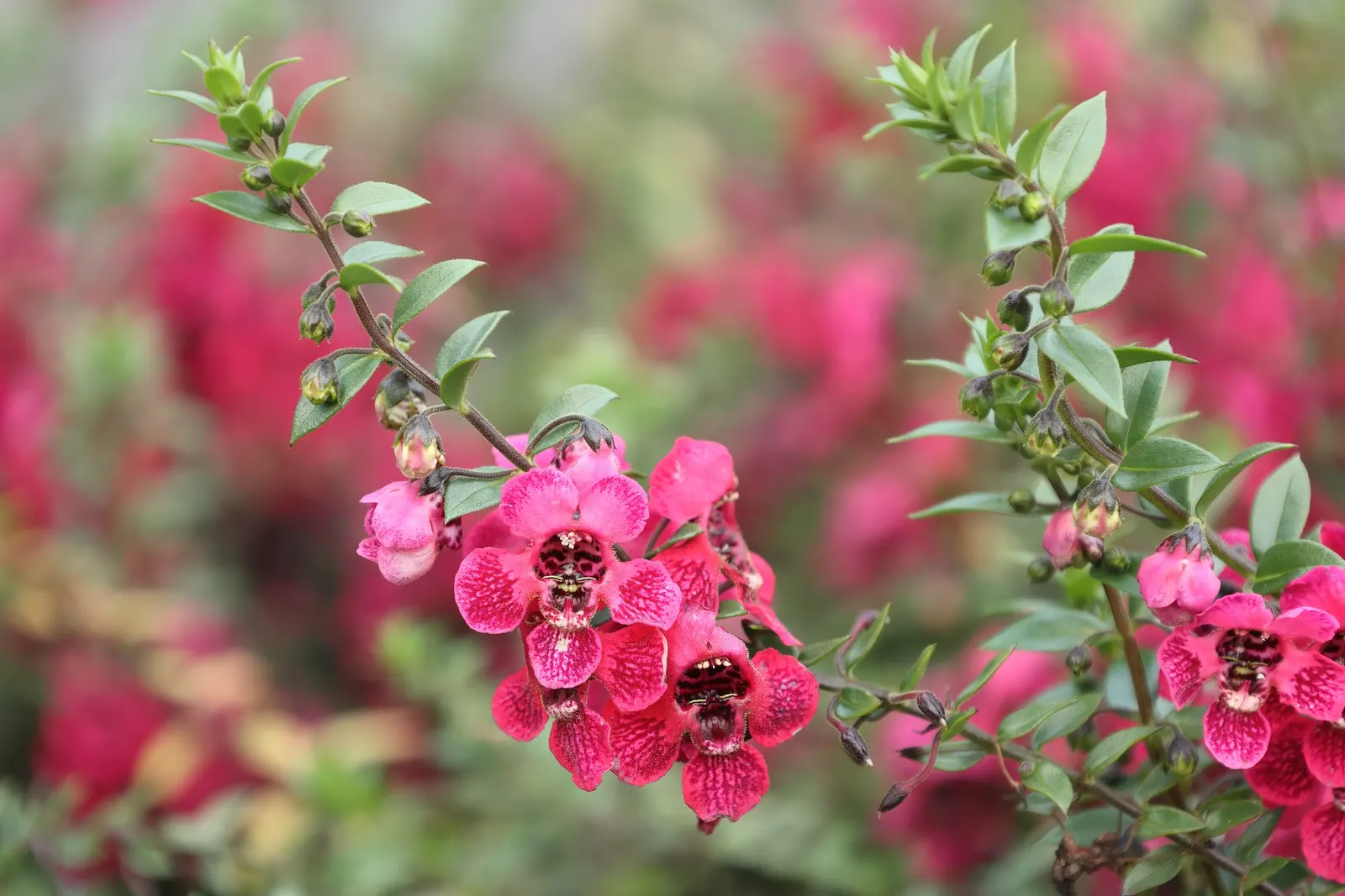 Summer Snapdragon (Angelonia Angustifolia) — it often reaches a height of 12 to 18 inches and can spread approximately 12 inches wide; which, image 89