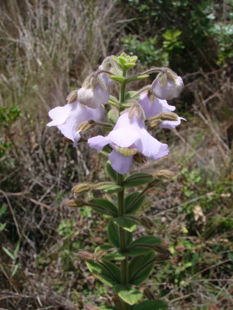 Summer Snapdragon (Angelonia Angustifolia) — requiring minimal care once established; annual for full or half, image 123