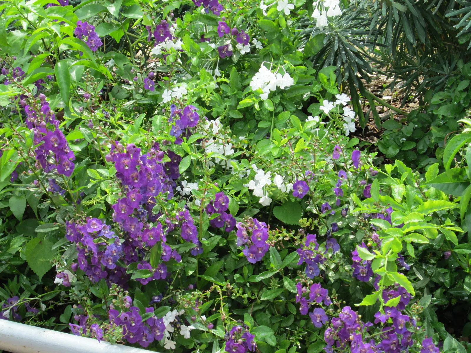 Summer Snapdragon (Angelonia Angustifolia) — zones 9-11, reaching 12-18 inches in height and spreading 12 inches wide; annual with lavender and, image 82