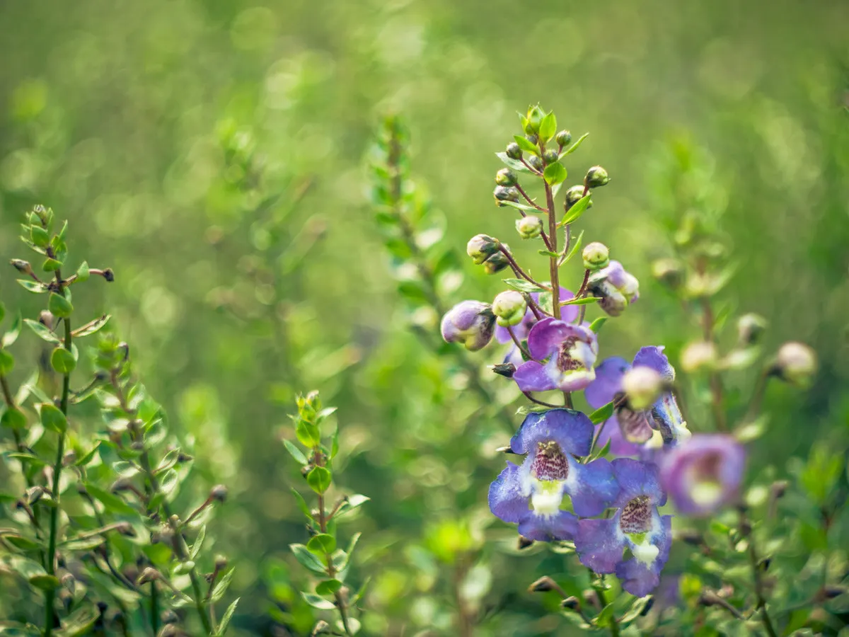 Summer Snapdragon (Angelonia Angustifolia) — Flourishing in full sun, it thrives in U.S; these plants are low maintenance, image 55