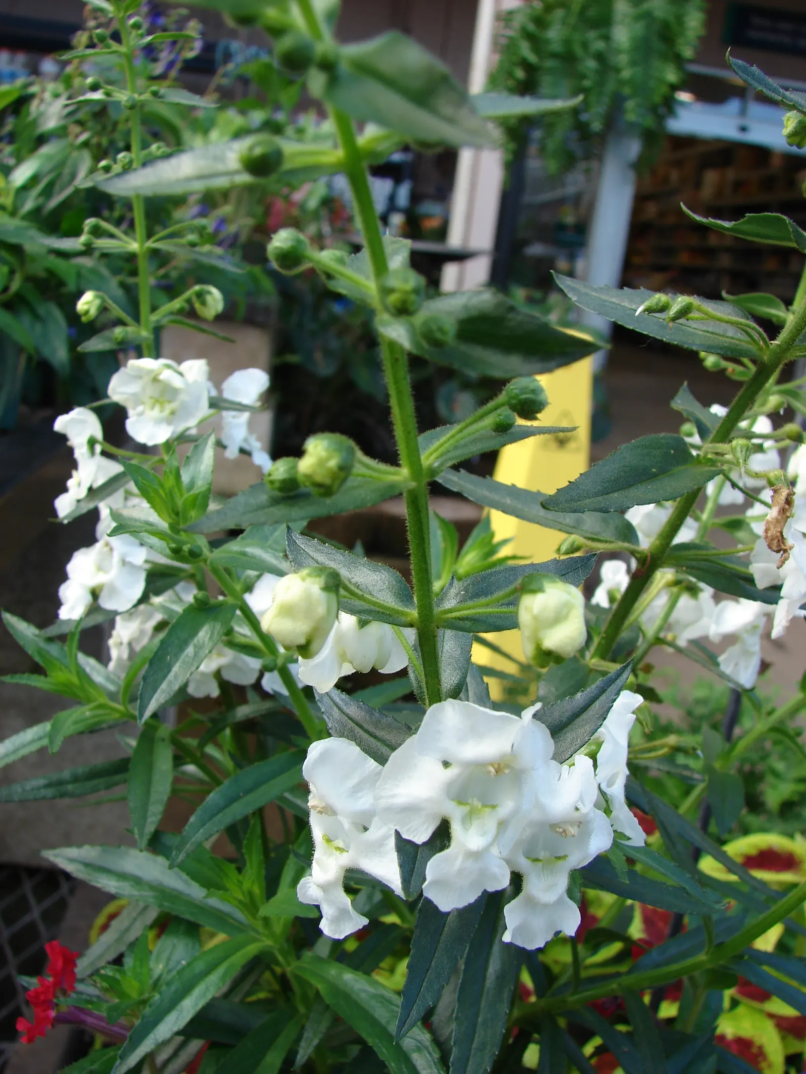 Summer Snapdragon (Angelonia Angustifolia) — Blooms are noted from late spring until the first frost; lavender and pink and purple and white, image 93