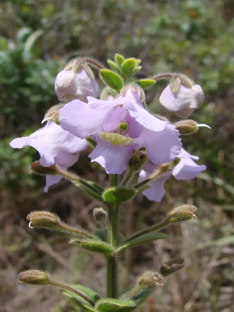 Summer Snapdragon (Angelonia Angustifolia) — as Angelonia is self-cleaning; and requires well-drained soil to flourish, image 125
