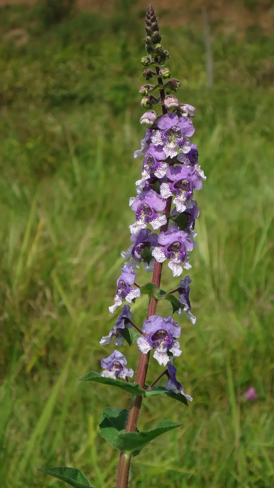 Summer Snapdragon (Angelonia Angustifolia) — lavender and pink and purple and white flowers in the garden; is a delightful perennial appreciated, image 102